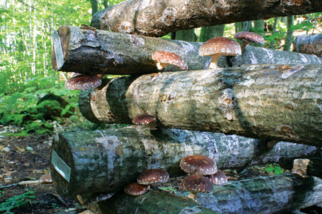 GrowingMushrooms-i